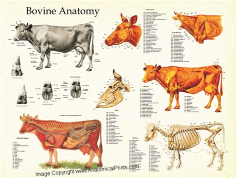 Cow Bovine Anatomy Poster