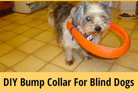 Blind dog halo diy | poodleparent