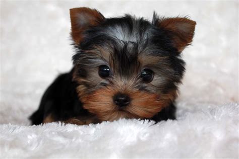 Micro Teacup Yorkie Puppy for sale! - iHeartTeacups