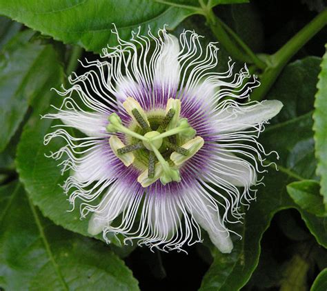 Real World Gardener Passionfruit Splash is Plant of the Week