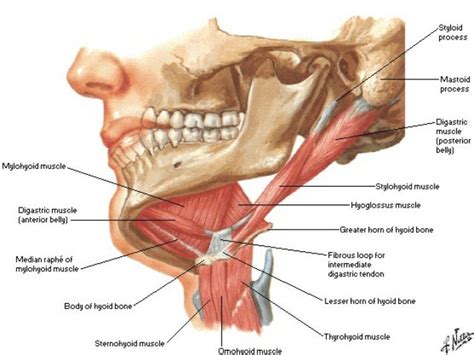 The mylohyoid muscle