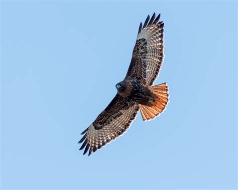 Red Tailed Hawk