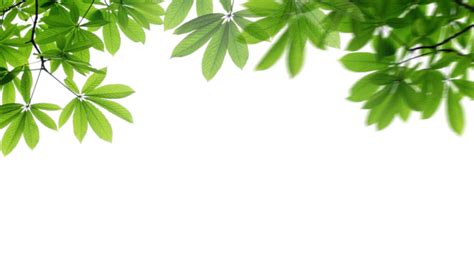 Leaf PNG Transparent Images Free Download | Vector Files | Pngtree