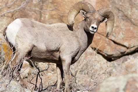 Bighorn Sheep: Majestic Mountain Dwellers