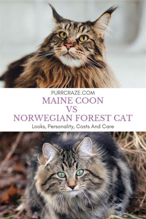 Maine Coon Vs Norwegian Forest Cat | Purr Craze