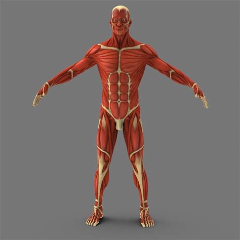 3d model muscular human