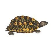 Turtle, Watercolor, Painting Free Stock Photo - Public Domain Pictures