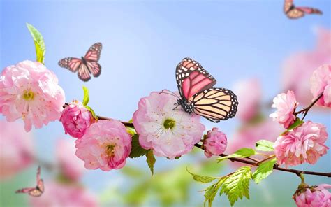 Spring Floral Wallpapers - Top Free Spring Floral Backgrounds - WallpaperAccess