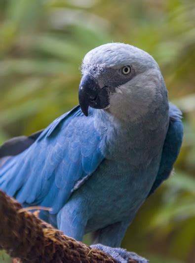 Spix's Macaw - Habitat Reproduction Behavior Health and Food