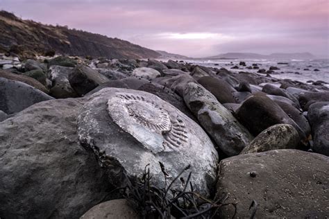 Salvaging Fossils on the Jurassic Coast | Hakai Magazine