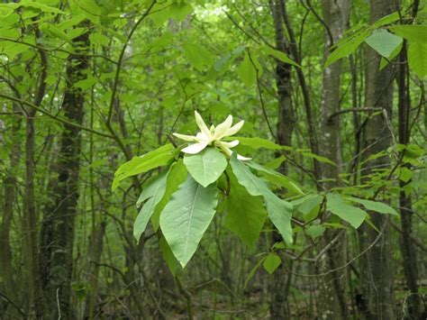 10 Temperate Forest Plants - Global Gardening Secrets