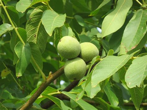 Carpathian Walnut Tree for Sale - Buying & Growing Guide - Trees.com