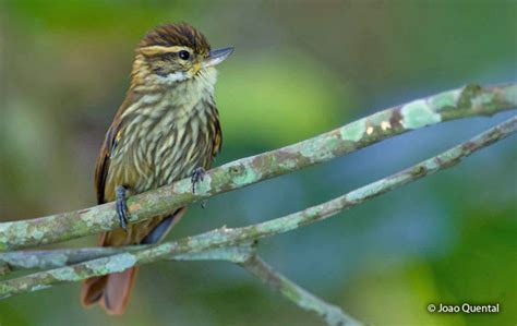 Streaked Xenops (Xenops rutilans) - Peru Aves | Peru Birds