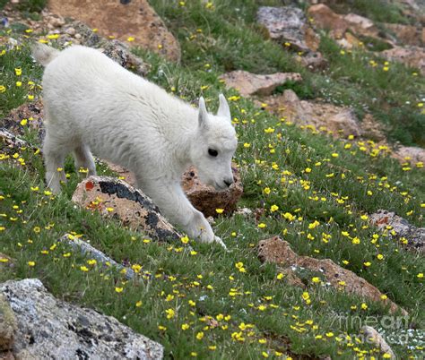 Baby Mountain Goat Photograph by Carolyn Fox