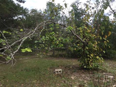 Maintenance Pruning Mulberry Trees - The Grow Network : The Grow Network