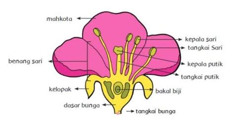 Bagian-bagian Bunga: Kelopak Bunga, Mahkota Bunga, Benang Sari, Putik ...