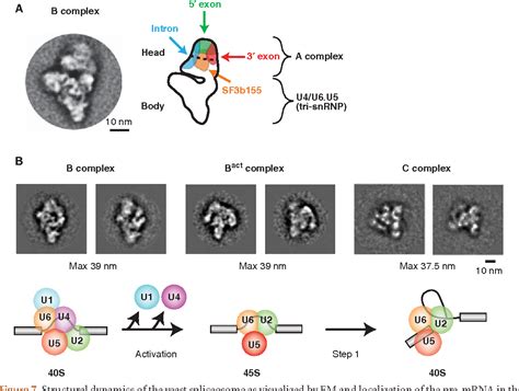 [PDF] Spliceosome structure and function. | Semantic Scholar