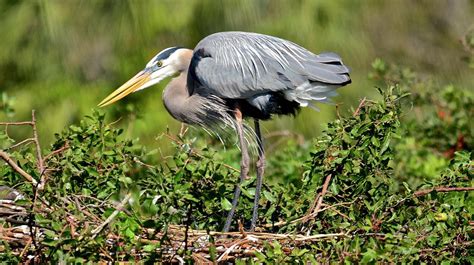 Nesting Great Blue Heron Photograph by Carol Bradley