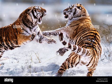 Siberian Tigers Fighting China Stock Photo - Alamy