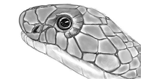 How To Draw Snake Head - Temporaryatmosphere32