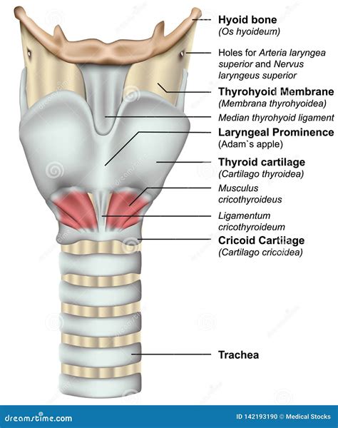 The Larynx Royalty-Free Illustration | CartoonDealer.com #57843429