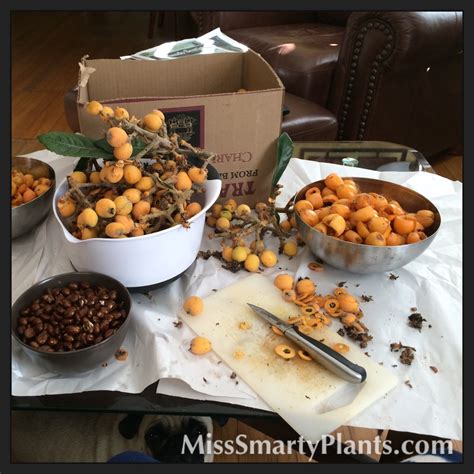 Loquat Recipes | Miss Smarty Plants