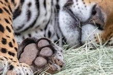 Sleeping Leopard Cub Free Stock Photo - Public Domain Pictures