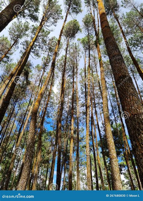 Hutan Pinus Mangunan Jogjakarta Stock Photo - Image of sunlight, nature: 267680830