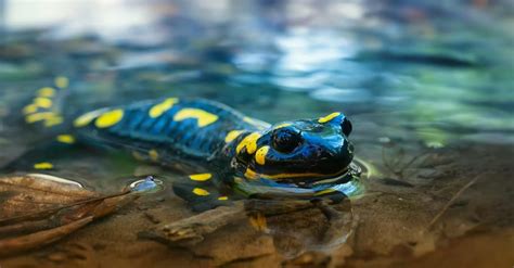 Fire Salamander Pictures - AZ Animals