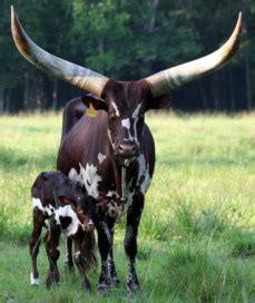 Watusi | The Cattle Site