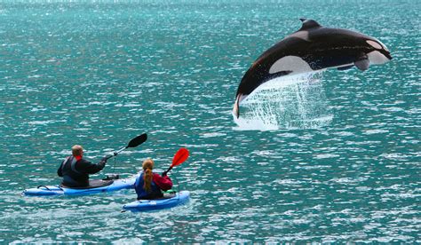 Pin by Jolisa Hume on WHALES & DOLPHINS | Sea kayaking, Kayaking, Orca