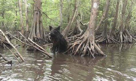 Honey Island in Louisiana, location, map, swamp tour operators, and photographs