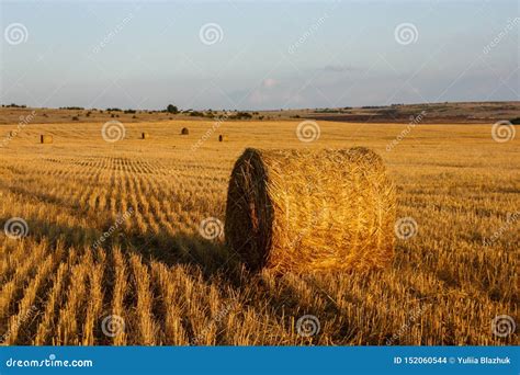 Straw Bales in the Golden Meadow and Blue Clear Sky at Sunset Stock Photo - Image of bales ...