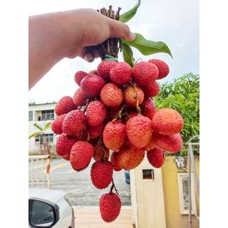 BUAH LAICI SEGAR/LAICY FRUIT 1 KILO | Shopee Malaysia