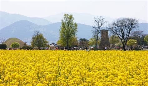 Gyeongju Cherry Blossom Festival 2019 Day Tour from Seoul - Trazy, Korea's #1 Travel Guide