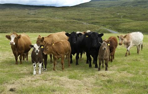 American Cow Breeds