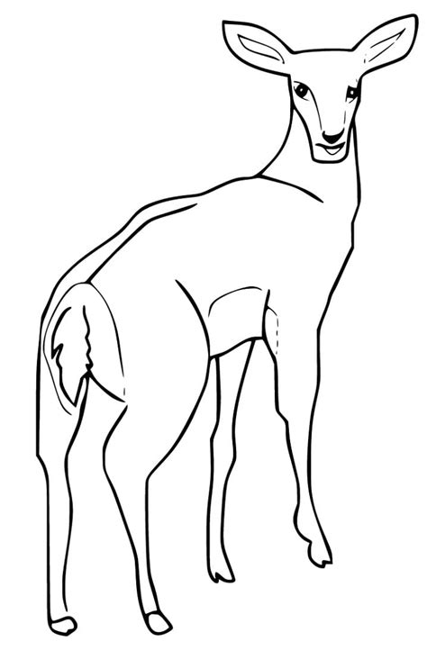 Printable Gazelle Coloring Page - Free Printable Coloring Pages for Kids