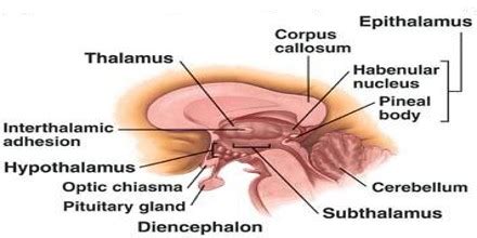 Epithalamus - Assignment Point