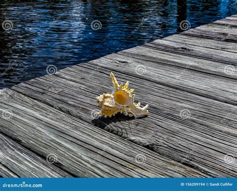 Close Up of a Murex Snail Shell on a Weathered Dock Stock Photo - Image of artsy, macro: 156209194