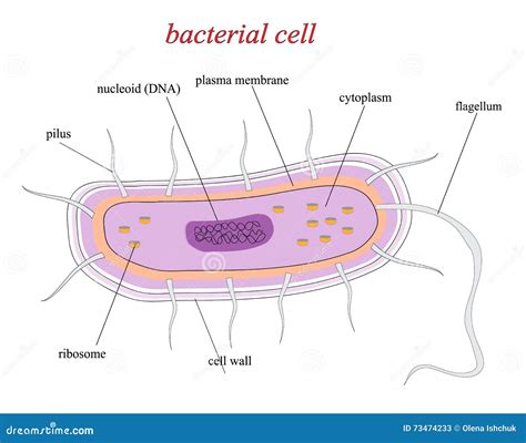 Structure of a Bacterial Cell Stock Illustration - Illustration of bacterium, bacillus: 73474233