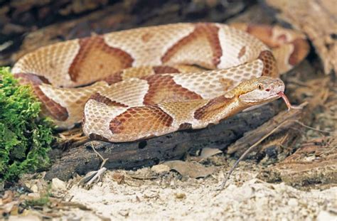 Florida Snakes Identification Guide [With Pictures]