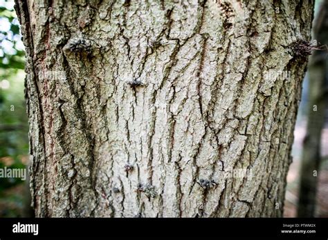 Beech Tree Bark Box Hill Surrey UK Stock Photo - Alamy