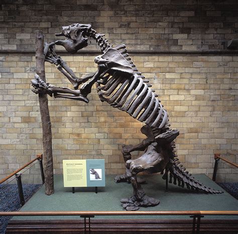 What was Megatherium? | Natural History Museum