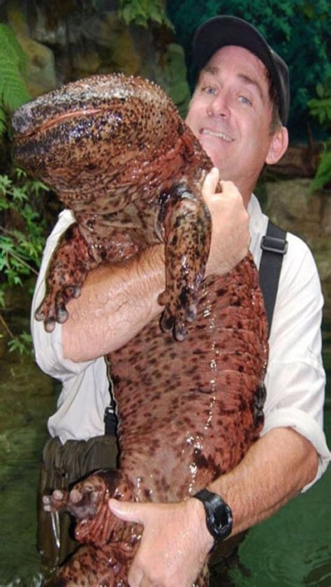 Giant Chinese Salamander: The world's largest amphibian can be found in streams and lakes of ...