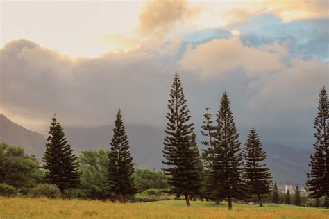 Free Images : nature, forest, wilderness, branch, cloud, wood, fog, meadow, prairie, sunlight ...