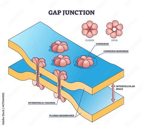 Gap junction as anatomical intercellular connection structure outline diagram. Labeled ...