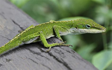 lizard Wallpapers Images Photos Pictures Backgrounds