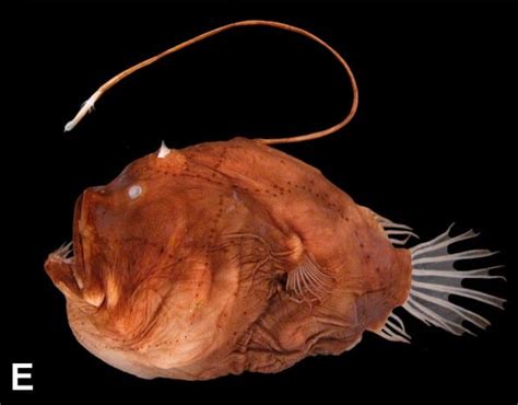 Lure attracts prey : Anglerfishes - AskNature