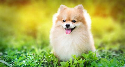 Fluffy Dogs - Popular Breeds, Grooming and Care