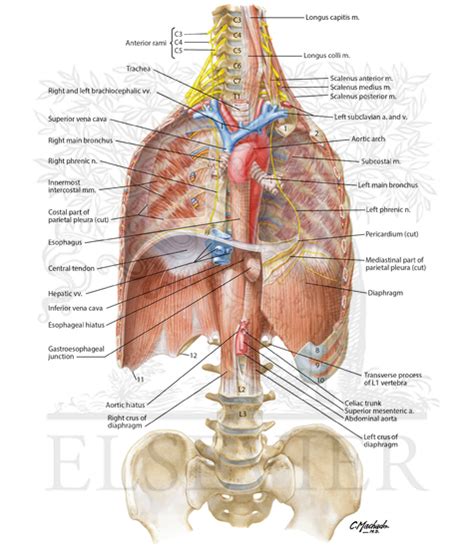 Phrenic Nerve